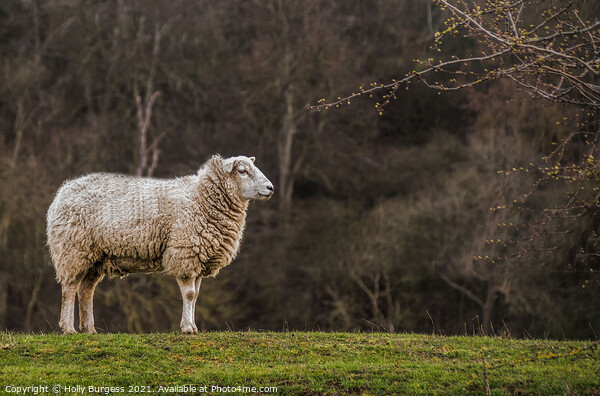 Evening Respite: Sheep Grazing in Derbyshire Picture Board by Holly Burgess