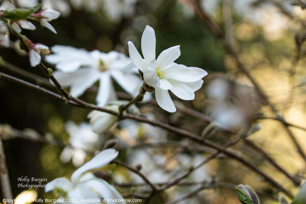 White Magnolia  Picture Board by Holly Burgess