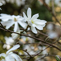 Buy canvas prints of White Magnolia  by Holly Burgess