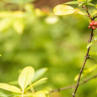 Buy canvas prints of Berries on a branch spring time  by Holly Burgess
