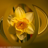 Buy canvas prints of Holly burgess,Yellow Daffodil, made in to Art deco by Holly Burgess