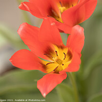 Buy canvas prints of Red Tulip Flower, flora,  by Holly Burgess