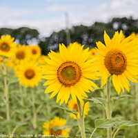 Buy canvas prints of Sunflowers,  by Holly Burgess