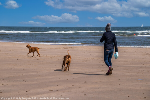 Alnmouth beach, Walking the dogs  Picture Board by Holly Burgess