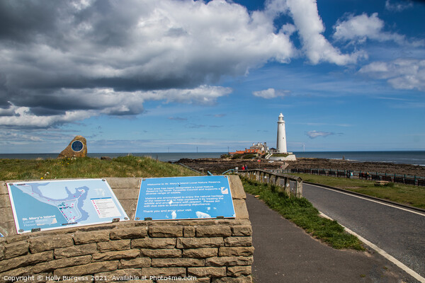 St Mary's Lighthouse and Island  Picture Board by Holly Burgess