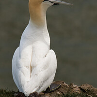 Buy canvas prints of Gannets seabird  by Holly Burgess