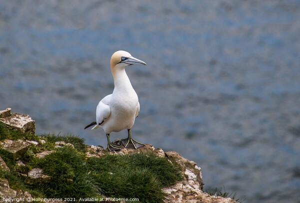 Gannet, on the cliff top a breeding time for all sea birds Picture Board by Holly Burgess