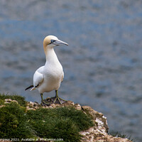 Buy canvas prints of Gannet, on the cliff top a breeding time for all sea birds by Holly Burgess