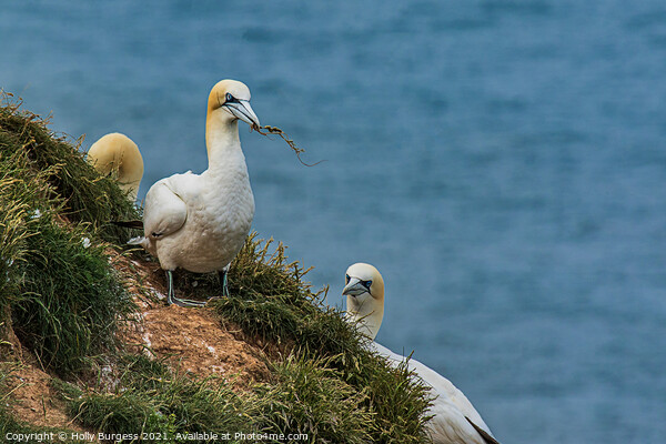 Gannets Sea birds on the Cliff top building nests  Picture Board by Holly Burgess