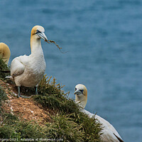 Buy canvas prints of Gannets Sea birds on the Cliff top building nests  by Holly Burgess