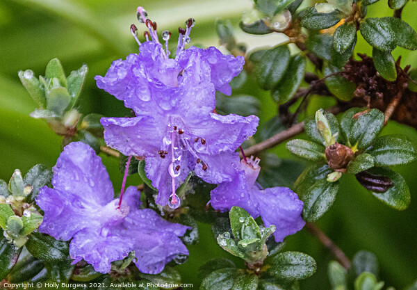 Rhododendron Lilac flower in the rain, rain drops on the petals  Picture Board by Holly Burgess