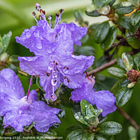 Buy canvas prints of Rhododendron Lilac flower in the rain, rain drops on the petals  by Holly Burgess
