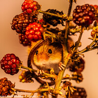 Buy canvas prints of Harvest Mice wrapped round fresh fruit  by Holly Burgess