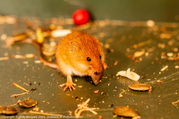 Harvest mice small rodent n UK, wildlife, Picture Board by Holly Burgess