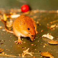 Buy canvas prints of Harvest mice small rodent n UK, wildlife, by Holly Burgess