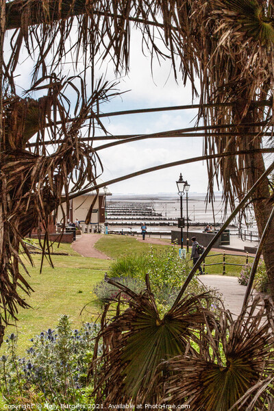Hunstanton park looking through  palm trees to the coast Picture Board by Holly Burgess