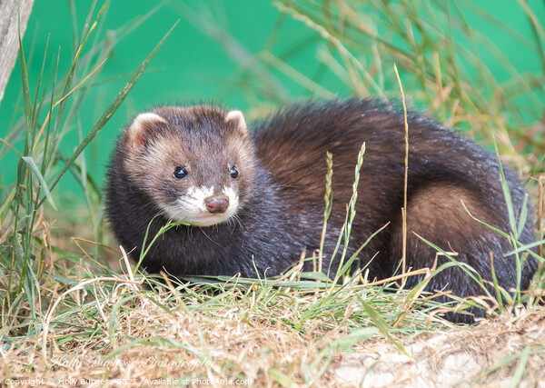 European Polecat species of mustelid native to western Eurasia and North Africa Picture Board by Holly Burgess