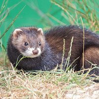 Buy canvas prints of European Polecat species of mustelid native to western Eurasia and North Africa by Holly Burgess