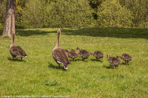 Grey-land Geese and Young taking a stroll Picture Board by Holly Burgess