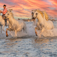 Buy canvas prints of Galloping Splendour: Camargue's White Horses by Holly Burgess