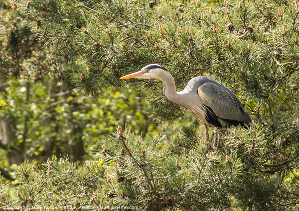 Grey Heron's Serene Wetland Perch Picture Board by Holly Burgess