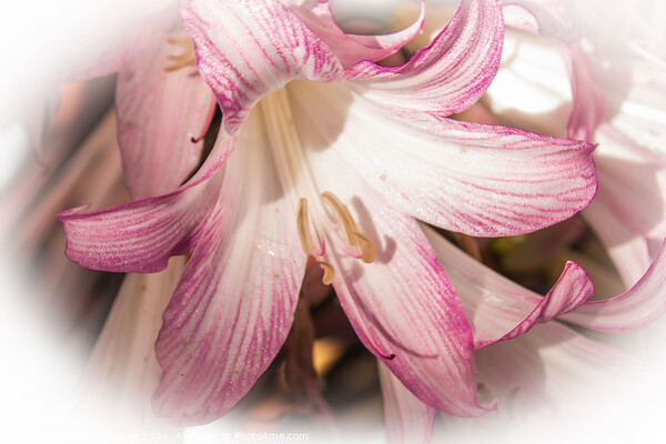 Lily pink in a filter surround  Picture Board by Holly Burgess