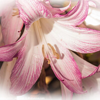Buy canvas prints of Lily pink in a filter surround  by Holly Burgess