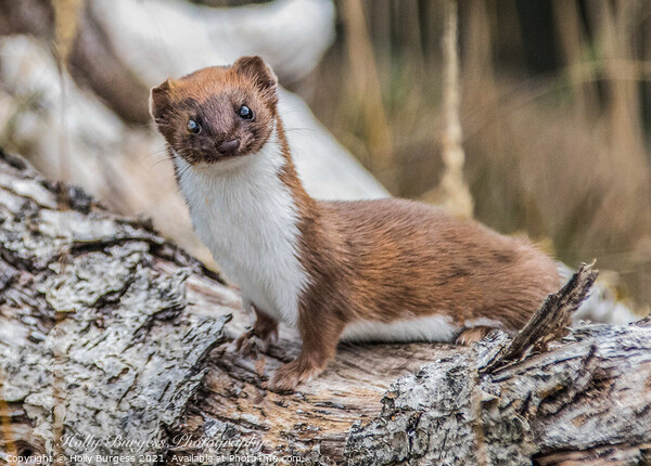 Stoat or short tailed weasle  Picture Board by Holly Burgess