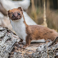Buy canvas prints of Stoat or short tailed weasle  by Holly Burgess