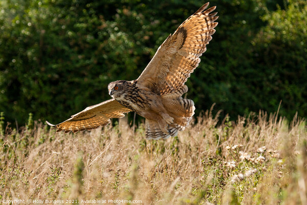 Eurasian Eagle Owl, flying in the wild  Picture Board by Holly Burgess