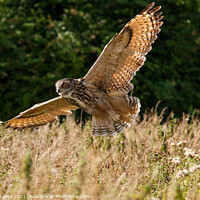 Buy canvas prints of Eurasian Eagle Owl, flying in the wild  by Holly Burgess