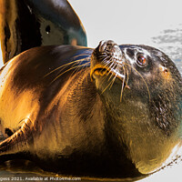Buy canvas prints of Seal mammal, wild of the sea by Holly Burgess