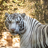 Buy canvas prints of White Tiger related to the bengal Tiger  by Holly Burgess