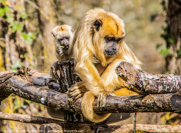 Gibbon and her young  Picture Board by Holly Burgess