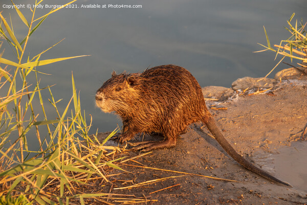 Coypu or Ragondin in France Camargue Picture Board by Holly Burgess