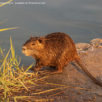 Buy canvas prints of Coypu or Ragondin in France Camargue by Holly Burgess