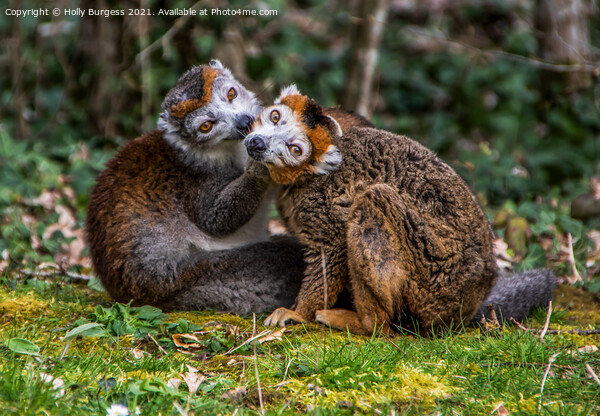 Lemurs Brown, are the true Lemurs, known to come from Madagascar Picture Board by Holly Burgess
