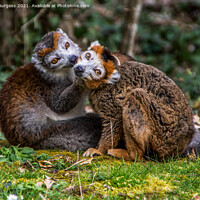 Buy canvas prints of Lemurs Brown, are the true Lemurs, known to come from Madagascar by Holly Burgess