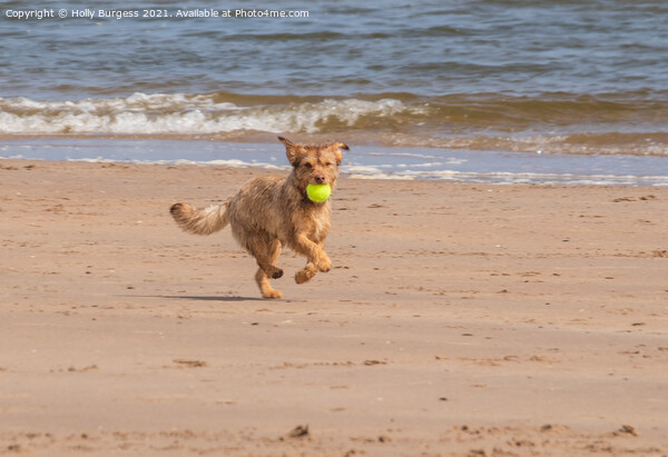 Terrier's Delightful Seaside Frolic Picture Board by Holly Burgess