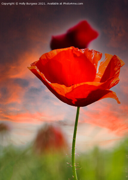 Poppy a flowering plant it is of remembrance of so Picture Board by Holly Burgess