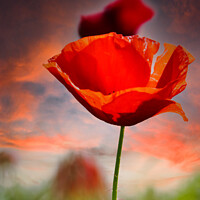 Buy canvas prints of Poppy a flowering plant it is of remembrance of so by Holly Burgess