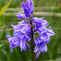 Buy canvas prints of Blue bell, Flower taken in the woods by Holly Burgess