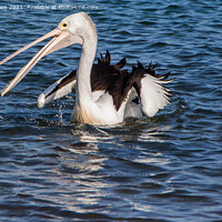 Buy canvas prints of Peruvian Pelican In Australia, catching his fish in the ocean one of the largest wild birds,   by Holly Burgess