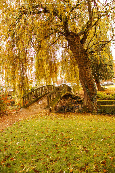 Autumn day in the park golden willow with a small bridge  Picture Board by Holly Burgess