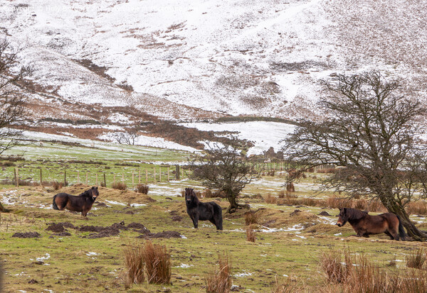 Snow on Edale  with Fell Ponies enjoying the weather in Derbyshire  Picture Board by Holly Burgess