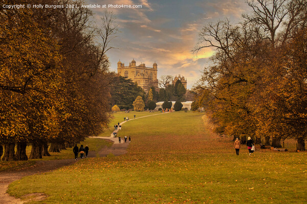 Autumn's Golden Embrace at Wollaton Park Picture Board by Holly Burgess