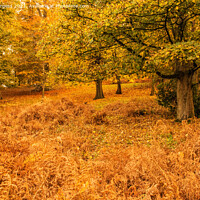 Buy canvas prints of Autumn at Wollaton park Nottingham  by Holly Burgess