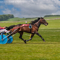 Buy canvas prints of Harness Racing, horse and rider in a cart, racing  by Holly Burgess