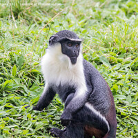Buy canvas prints of Endangered Roloway Monkey's Serene Repose by Holly Burgess