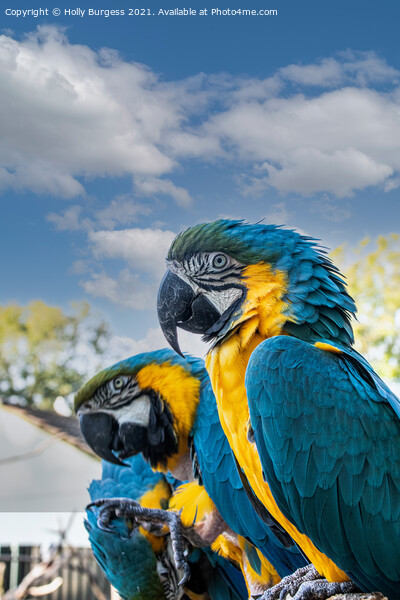 Blue and Gold Macaws  Picture Board by Holly Burgess